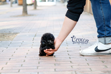 [Adopted Puppies] Toy Poodle(M) - Loopy