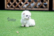 [Adopted Puppies] Maltese(F) - Tinky