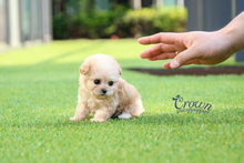[Adopted Puppies] Toy Poodle(M) - Kmong