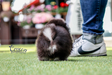 [Adopted Puppies] Pomeranian (M) - Kain