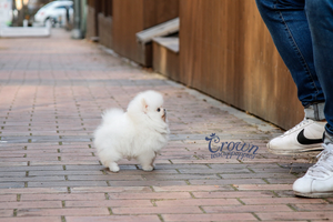 [Adopted Puppies] Pomeranian(M) - Cream