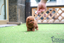 [Adopted Puppies] Toy Poodle(M) - Coby