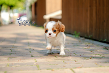 [Adopted Puppies] King Charles Spaniel (M) - Benny