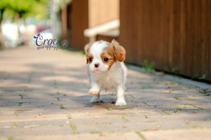 [Adopted Puppies] King Charles Spaniel (M) - Benny