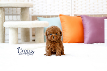 [Adopted Puppies] Toy Poodle(F) - Lenny