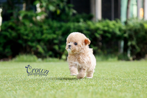 [Adopted Puppies] Toy Poodle(F) - Honey