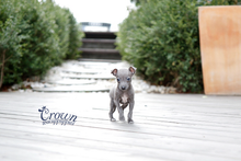 [Adopted Puppies] Italian Greyhound(M) - Dali