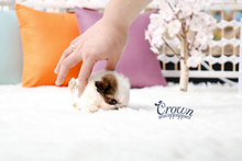 [Adopted Puppies] Mini Shih Tzu(M) - Tori