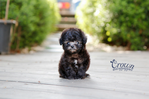 [Adopted Puppies] Toy Poodle(F) - Bobo