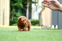 [Adopted Puppies] Toy Poodle (M) - Mocha