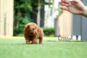 [Adopted Puppies] Toy Poodle (M) - Mocha