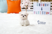 [Adopted Puppies] Maltese(F) - Lonnie