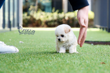 [Adopted Puppies] Toy Poodle(F) - Lovey