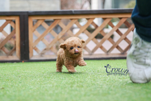 [Adopted Puppies] Toy Poodle(M) - Johnny