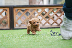 [Adopted Puppies] Toy Poodle(M) - Johnny