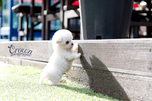[Adopted Puppies] BichonFrise(M) - Ringo