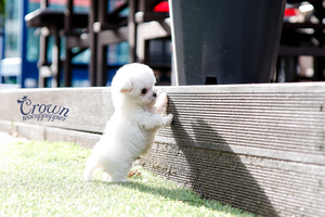 [Adopted Puppies] BichonFrise(M) - Ringo