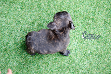 [Adopted Puppies] French Bulldog(M) - Thor
