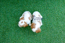 [Adopted Puppies] King Charles Spaniel (F) - Annie