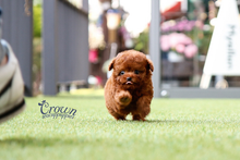 [Adopted Puppies] Toy Poodle (M) - Takio
