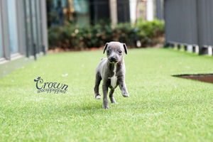 [Adopted Puppies] Italian Greyhound(M) - Rich
