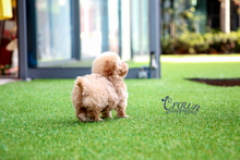 [Adopted Puppies] Toy Poodle(M) - Pori