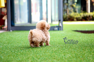 [Adopted Puppies] Toy Poodle(M) - Pori