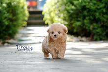 [Adopted Puppies] Toy Poodle(M) - Pori