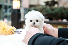 [Adopted Puppies] Maltese(F) - Tinky