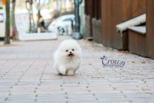 [Adopted Puppies] Pomeranian(M) - Cream