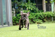 [Adopted Puppies] French Bulldog(M) - Thor