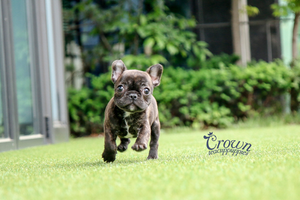 [Adopted Puppies] French Bulldog(M) - Thor