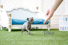 [Adopted Puppies] Italian Greyhound(M) - Dali