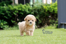 [Adopted Puppies] Toy Poodle(F) - Honey