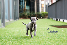 [Adopted Puppies] Italian Greyhound(M) - Rich