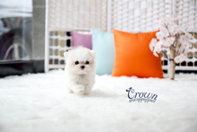 [Adopted Puppies] Maltese(F) - Lonnie
