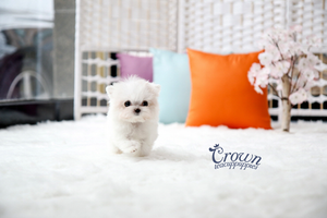 [Adopted Puppies] Maltese(F) - Lonnie