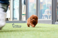 [Adopted Puppies] Toy Poodle (M) - Takio