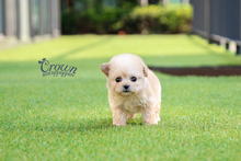[Adopted Puppies] Toy Poodle(M) - Kmong