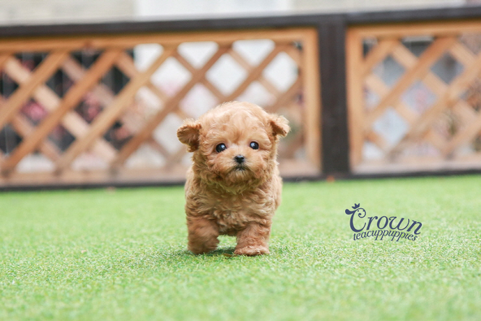 [Adopted Puppies] Toy Poodle(M) - Johnny