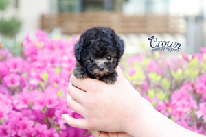 [Adopted Puppies] Toy Poodle(F) - Bobo