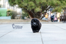 [Adopted Puppies] Toy Poodle(M) - Loopy