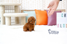 [Adopted Puppies] Toy Poodle(F) - Lenny