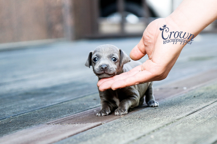 [Adopted Puppies] Italian Greyhound (F) - Remy