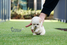 [Adopted Puppies] Toy Poodle(F) - Lovey