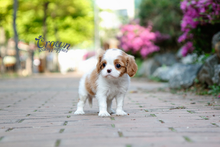 [Adopted Puppies] King Charles Spaniel (M) - Benny
