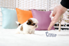 [Adopted Puppies] Mini Shih Tzu(M) - Tori