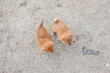 [Adopted Puppies] Shibainu(F) - Yuka