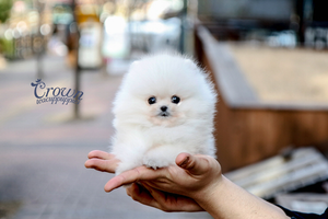 [Adopted Puppies] Pomeranian(M) - Cream