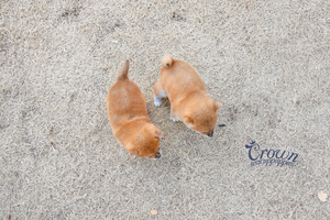 [Adopted Puppies] Shibainu(F) - Yuka